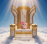Cat Kitty GIF