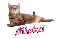 Cat Sticker by ViennaTouristboard