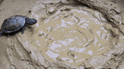 Stop Motion Fish GIF by UnusualCooking