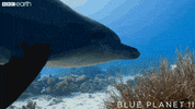 blue planet sea GIF by BBC Earth