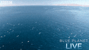 bbc one blue planet 2 GIF by BBC