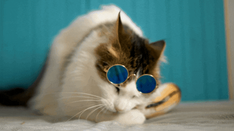 Newszii giphyupload cat meme joke GIF