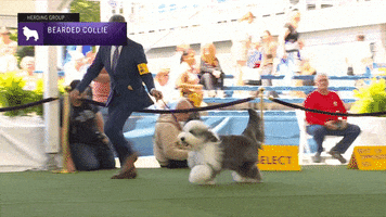 Bearded Collie Dogs GIF by Westminster Kennel Club