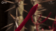 Bbc Flower GIF by PBS