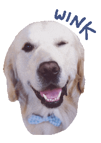 Dog Wink Sticker by Little Blue Fairy