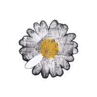 Daisy Gd Sticker