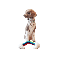 Rainbow Poodle Sticker by Geekster Pets
