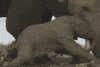 Baby Elephant GIF