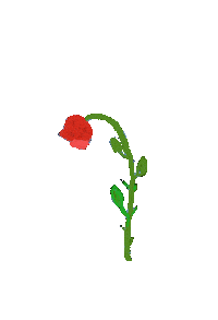 Rose Blooming Sticker by BVK Students Hannover