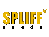 Cannabisseeds Sticker by Spliff Seeds
