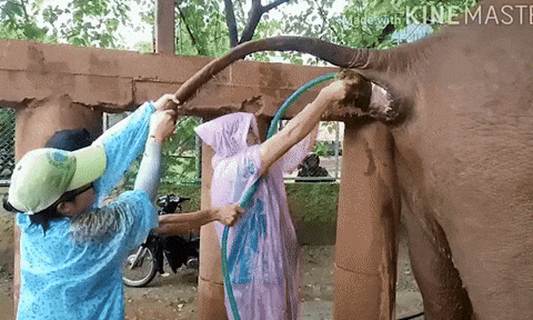 cuteanimalland giphyupload GIF