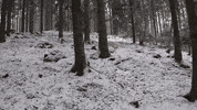 Golden Retriever Dogs GIF by Mall Grab