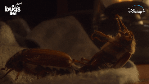 National Geographic Bug GIF by Nat Geo Wild