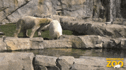 Pool Hope GIF by Brookfield Zoo