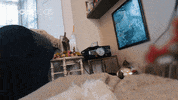 Channel 4 Dogs GIF by Stellify Media