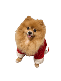 Merry Christmas Pomeranian Sticker