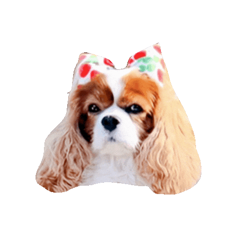 Cavalierkingcharlesspaniel Sticker