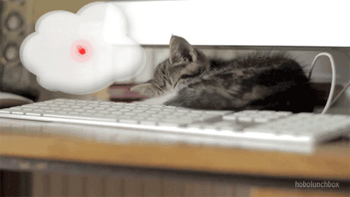 cat dream GIF
