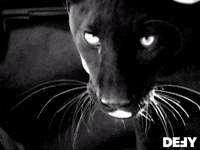 Black Panther Cat GIF by DefyTV
