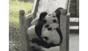 panda playing GIF