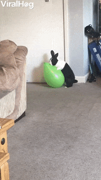 Bunny Pops Balloon GIF by ViralHog