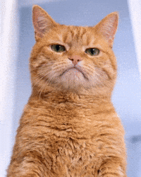 gatitokaitz gatito angry cat gatito disapproves gatito kaitz GIF