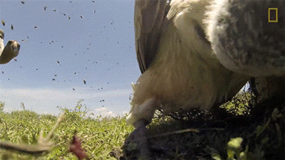 birds pov GIF by Digg