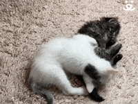 Best Friends Cats GIF by Best Friends Animal Society