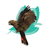 Endangered Species Australia Sticker by NSW Department of Planning, Industry and Environment