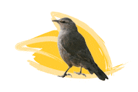 Endangered Species Australia Sticker by NSW Department of Planning, Industry and Environment