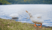 Rousing Music Video GIF
