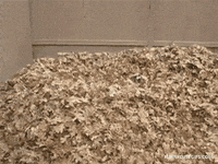 autumn GIF