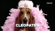 viceland GIF by MOST EXPENSIVEST