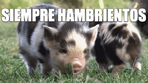platanohaybrand giphygifmaker fun meme hungry GIF