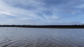 Thunderstorms Flood Vineyards in California's Wine Country