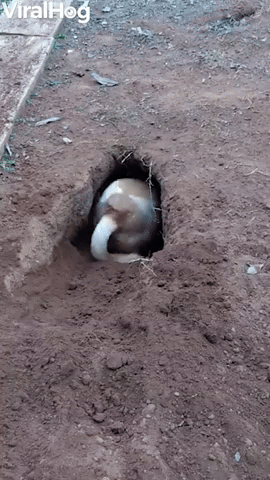 Dog Digs Impressive Hole