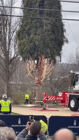 Rockefeller Tree Cut Down and Readied for Trip to New York City