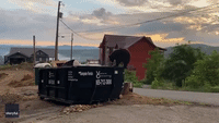 Nimble Tennessee Bear Explores Dumpster