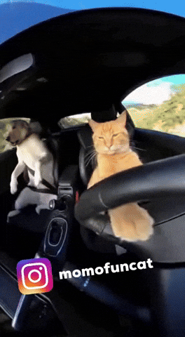Momofuncat GIF