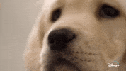 Jeff Goldblum Dogs GIF by National Geographic Channel