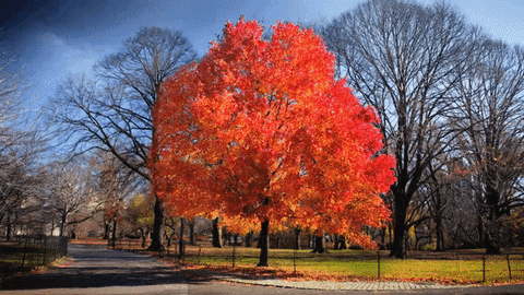 new york art GIF