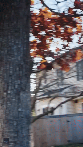 Dozens of Wild Turkeys Take Over Neighborhood Ahead of Thanksgiving