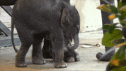 images elephant GIF by BFMTV