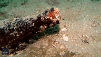 Diver Finds Tiny Octopus Hiding Out in Beer Bottle