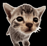 Cat Kitty GIF
