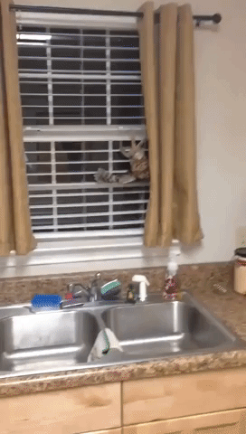 Hilariously Terrified Man Coaxes Owl out of His Kitchen