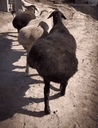 Influencer Sheep GIF
