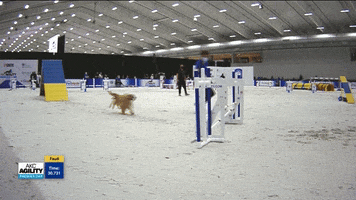 Espn Dogs GIF by American Kennel Club