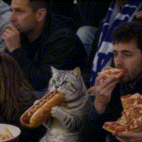 Tabby Cat Eating GIF