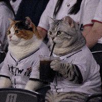Tabby Cat Baseball GIF